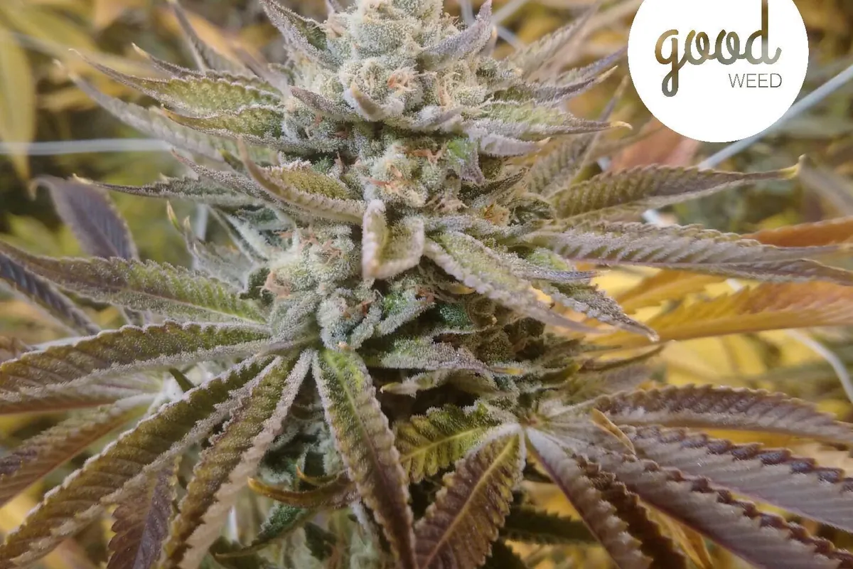 Close-up of finished cannabis flower with the Good Weed mark