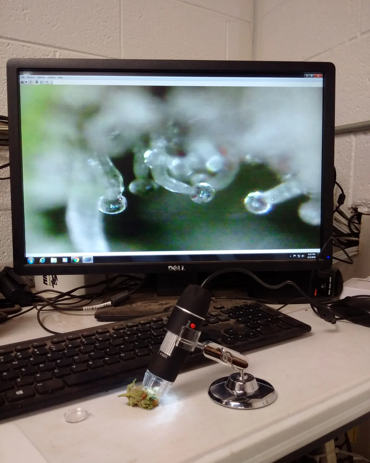 Digital microscope inspecting a cannabis sample next to a monitor showing trichome detail