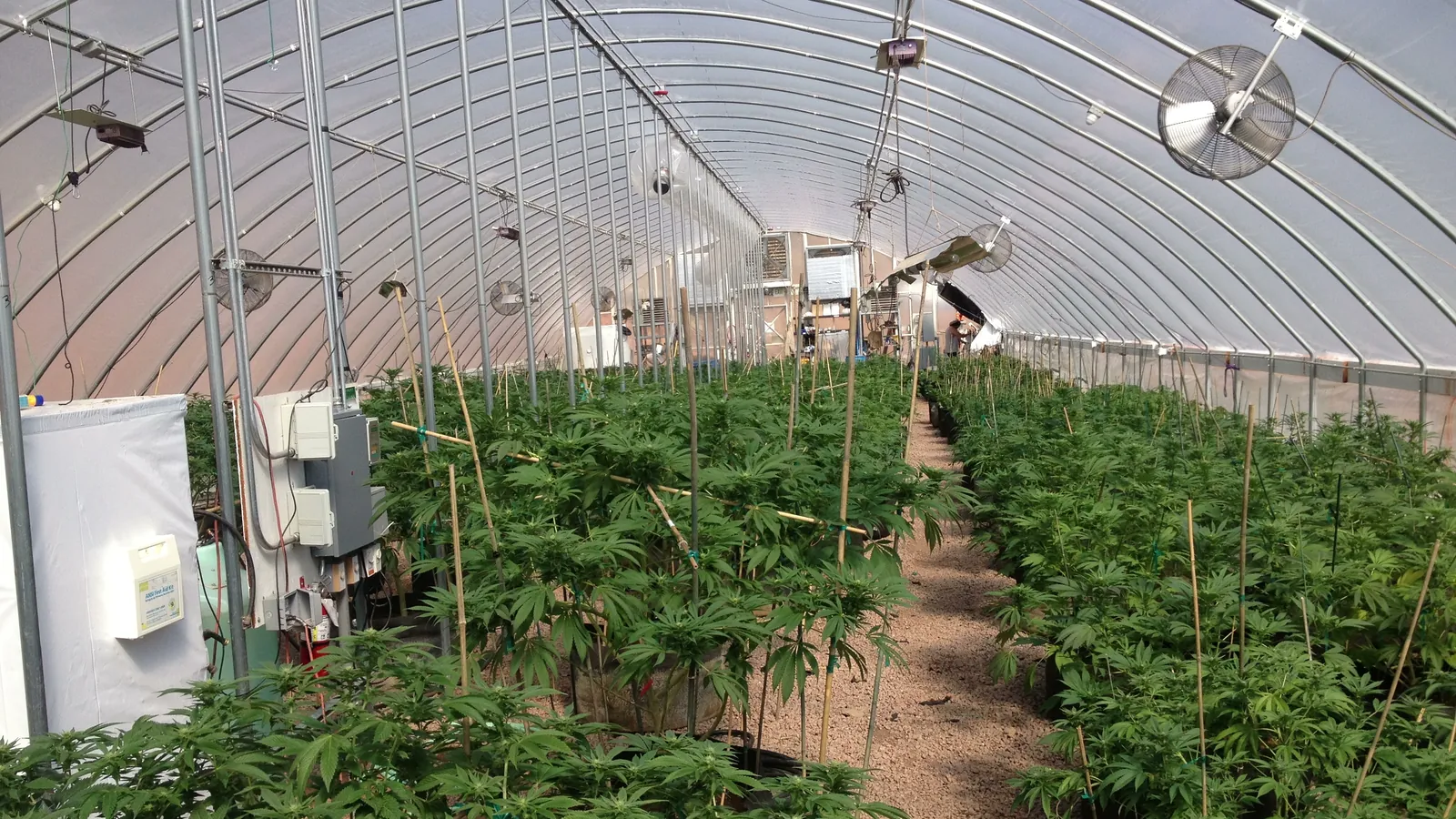 Commercial cannabis greenhouse with rows of plants under natural light