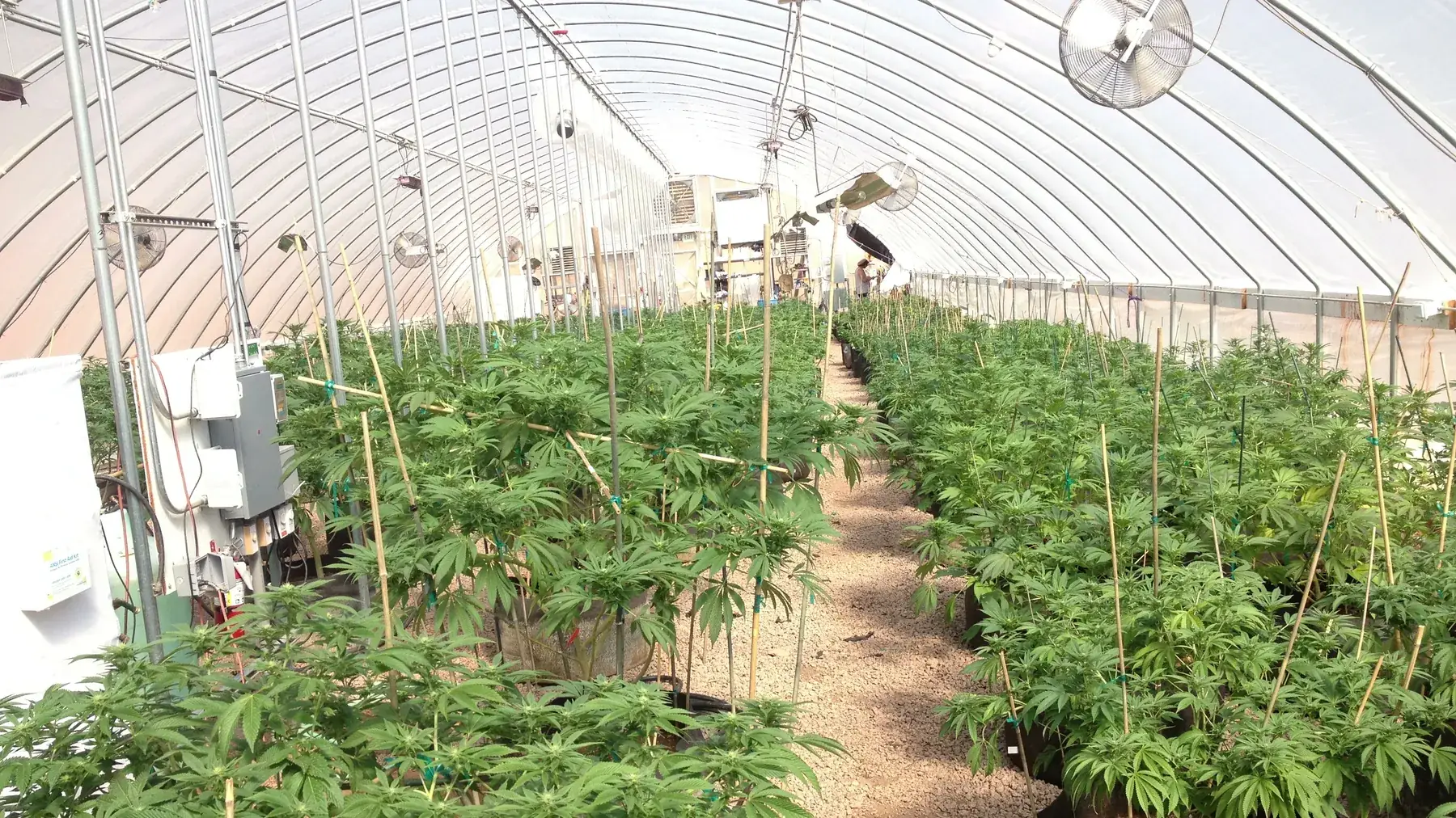 Rows of healthy cannabis plants in a commercial greenhouse