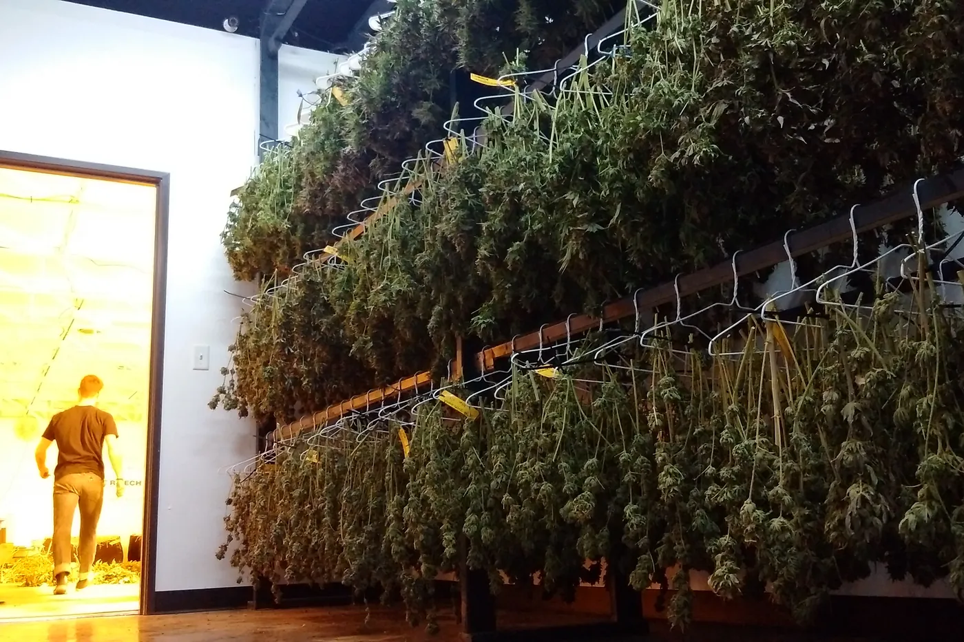 Cannabis hanging in a climate-controlled drying room