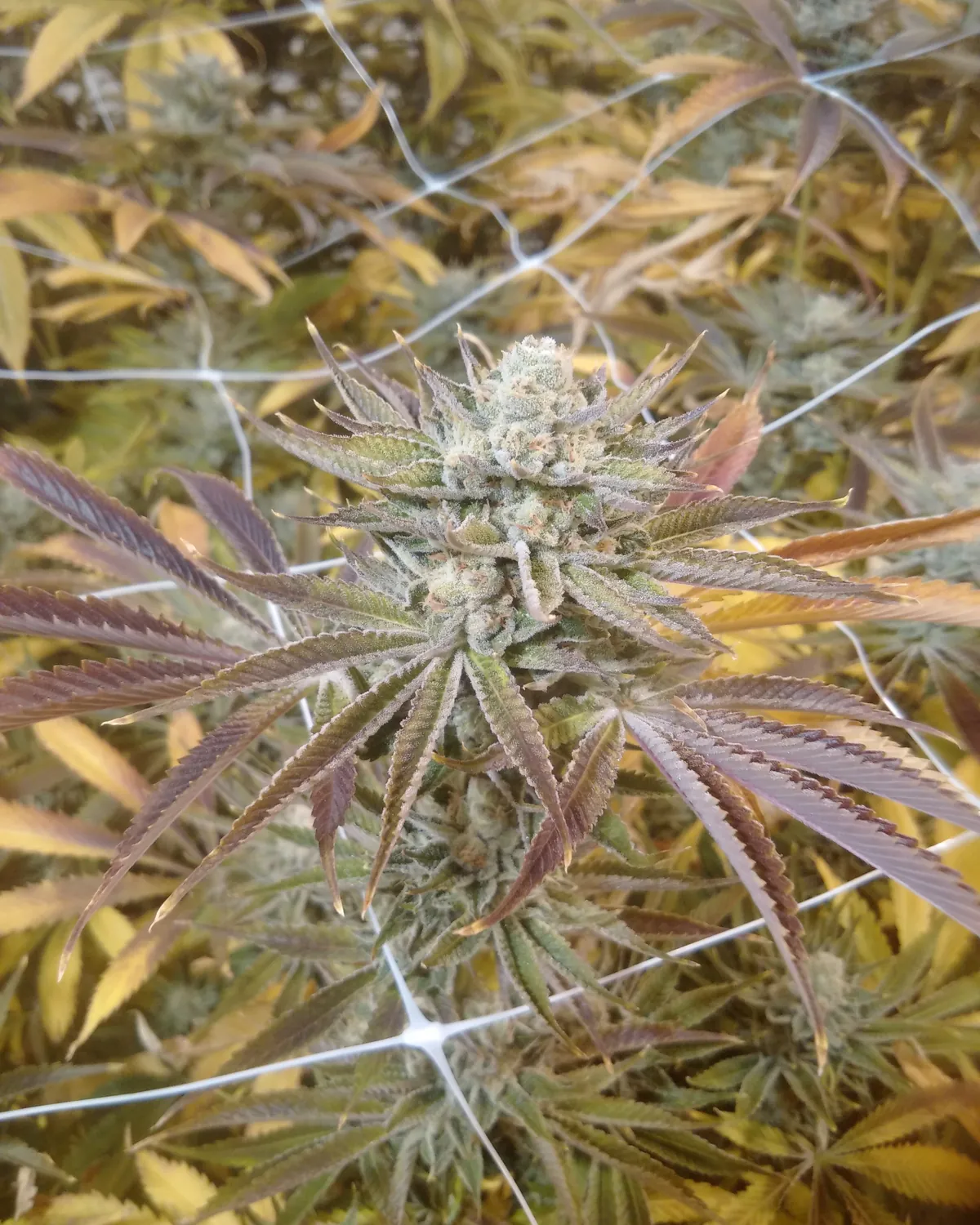 Close-up of a mature cannabis flower with a deep purple and amber fade