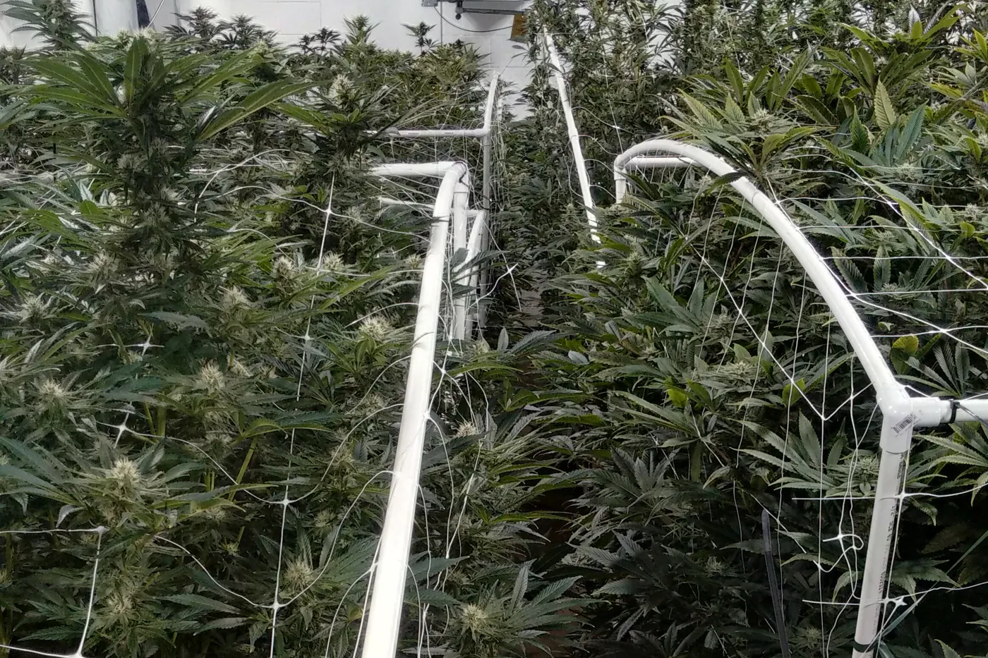 Rows of cannabis plants trellised in a greenhouse