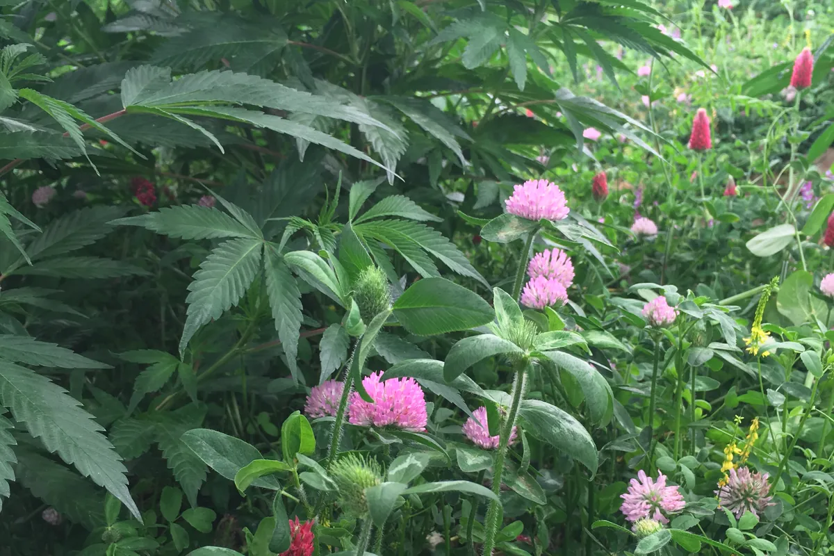 Clover and companion plants growing between cannabis plants in living soil