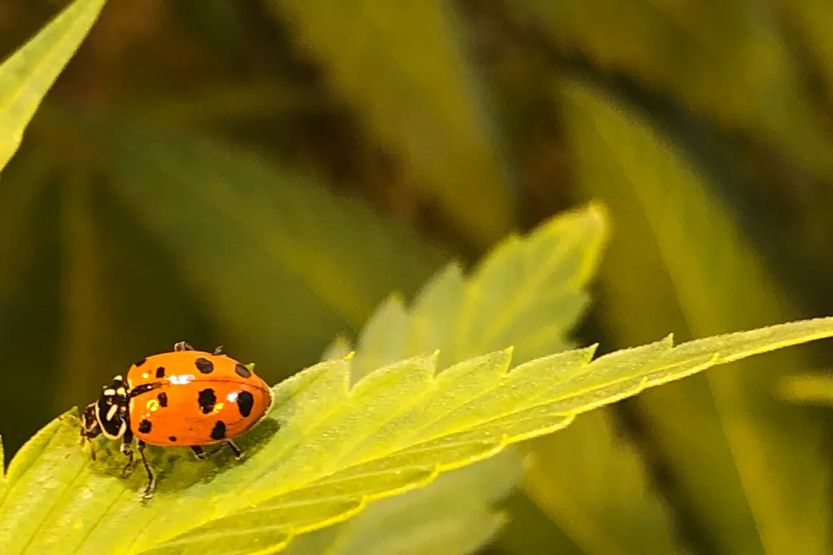 A ladybug resting on a cannabis leaf