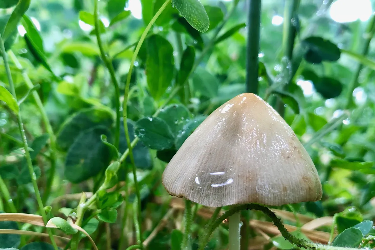 Fungi and clover growing in a living soil cannabis bed