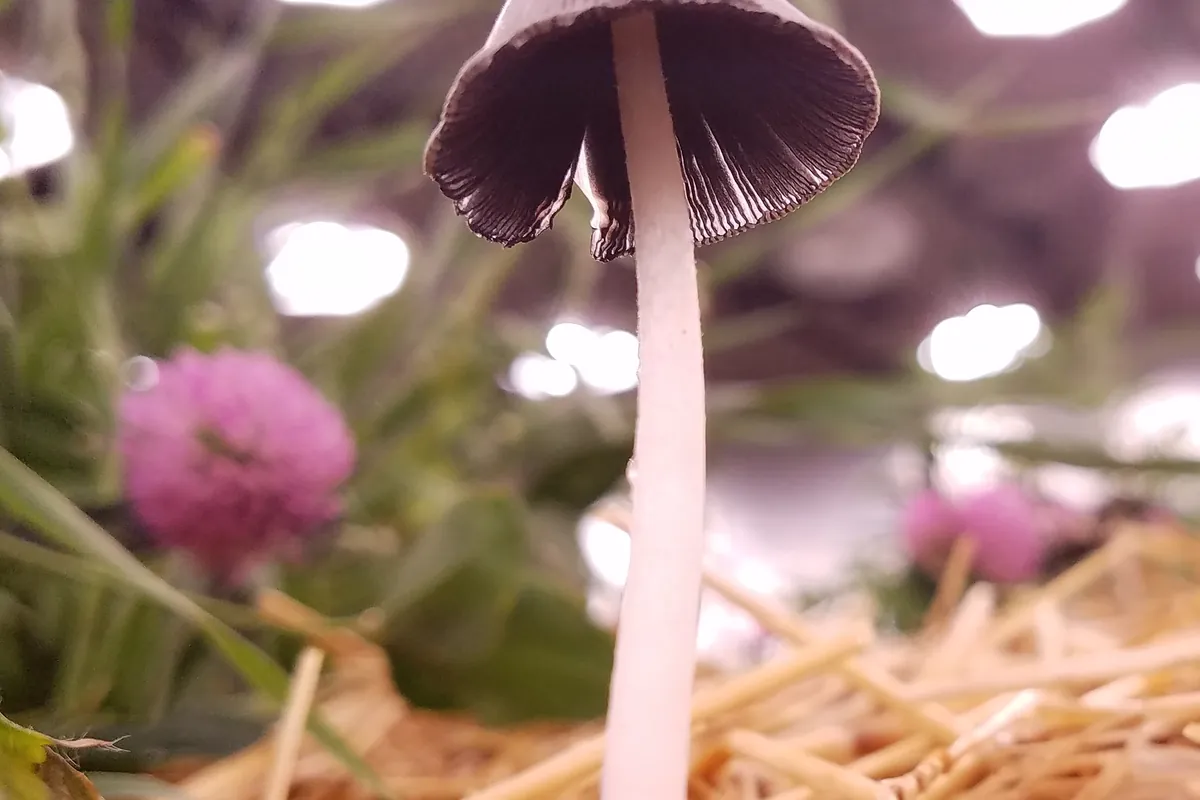 A mushroom fruiting through a straw mulch layer in a living soil bed